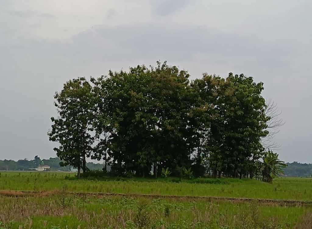 Hitam-Merah, Dwibayang Islam di Wilayah&nbsp;Jipang